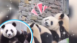 "Seperti yang diketahui, panda bisa mengerti dialek Si Chuan" (Part 2)