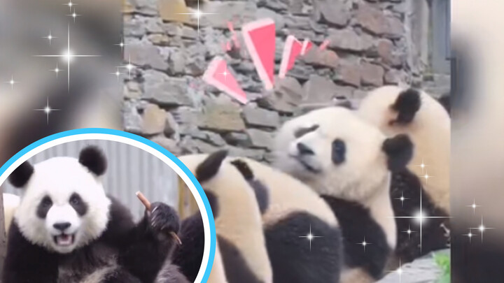 Pandas can underdstand Sichuan dialect (Episode 2)