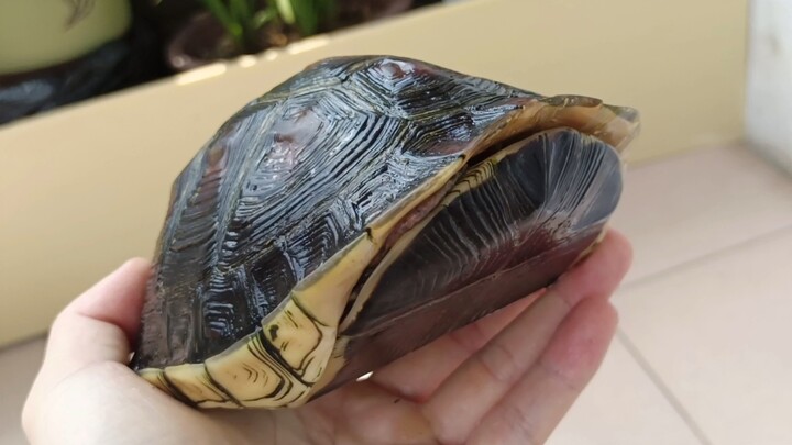 Con rùa hộp viền vàng mà tôi nuôi suốt 9 năm nay trông ngày càng giống chuột sau khi khép mai. Đây l