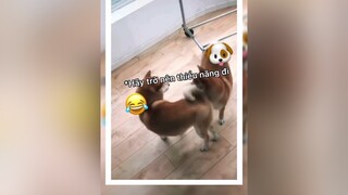 Hãy trở nên thiểu năng đi😂😂meme funny allstyle_team😁 editby_ngocduong dog