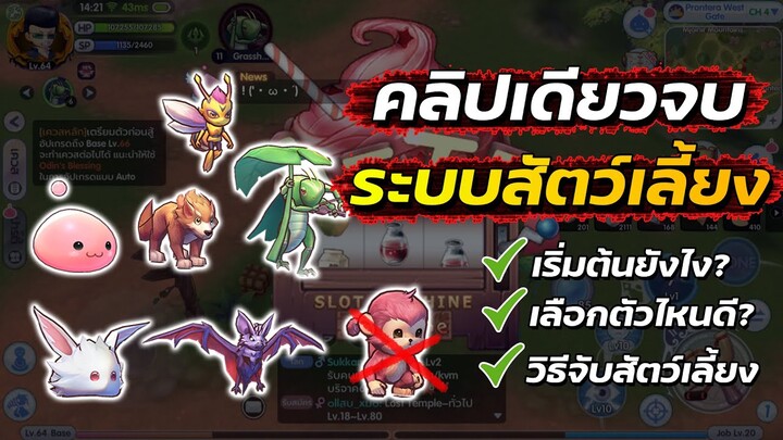 คลิปเดียวจบ ระบบสัตว์เลี้ยง | Ragnarok x next generation