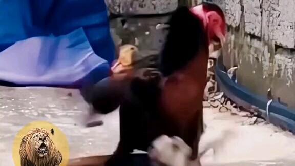 ไก่ตัวหนึ่งปกป้องลูกเจี๊ยบ ออกศึกใหญ่เมื่อเจองูจอมตะกละ