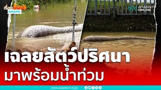 สะพรึงตัวอะไรติดอยู่ในท่อ เฉลยแล้วคือพี่เหลือม | เรื่องร้อนอมรินทร์