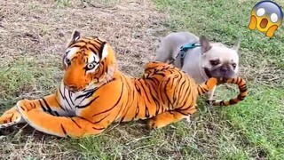 Funny Pranks On Dog: These Dogs Reactions Are Hilarious| Pets Town