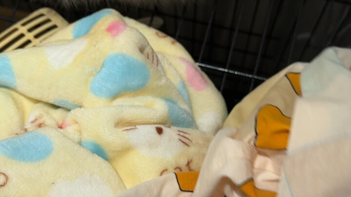 แร็กคูนแก้แค้นฉันด้วยการฉี่ใส่เสื้อผ้าของฉัน ฉันทนไม่ไหวแล้ว