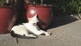 [Hewan] Kucing Liar di Bawah Mentari Musim Gugur Guangzhou