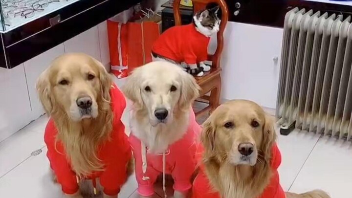 The fur babies dropped some serious dog food vibes!