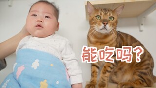 为拍一张猫咪宝宝合照，我耗时一周，毁了面墙！
