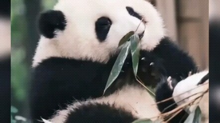 Huahua: I advise you to stay out of Mr. Hua’s business~