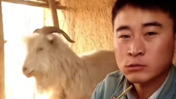 Pernahkah kamu melihat domba yang rakus?