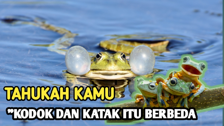 Kodok Versus Katak