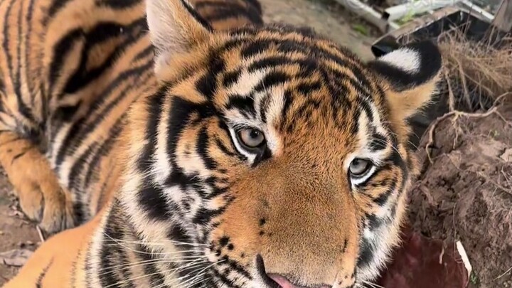 Hổ: Không phải, sao mày dám thế?