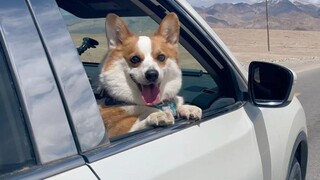 Why do puppies like riding in cars?