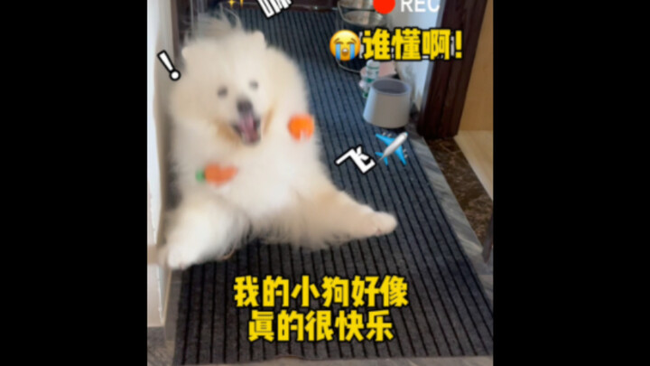 Waaah T^T How can there be such a cute angelic puppy? You must have been sent by heaven to heal my h