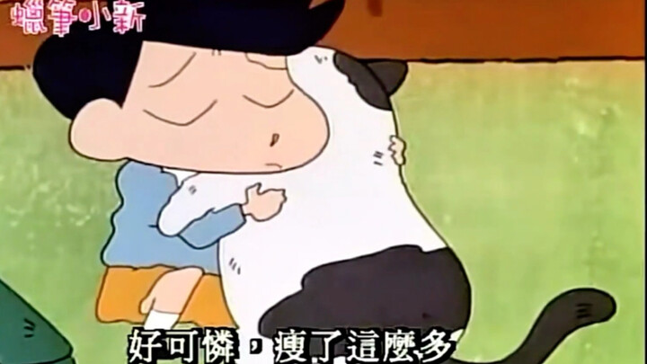 风间这只超级大胖猫都要比你大只了