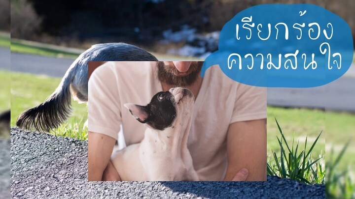 ห้ามพลาด!! สุนัขกินหญ้าได้มั้ย หมากินหญ้าผิดปกติหรือไม่ by Thai Pet Academy