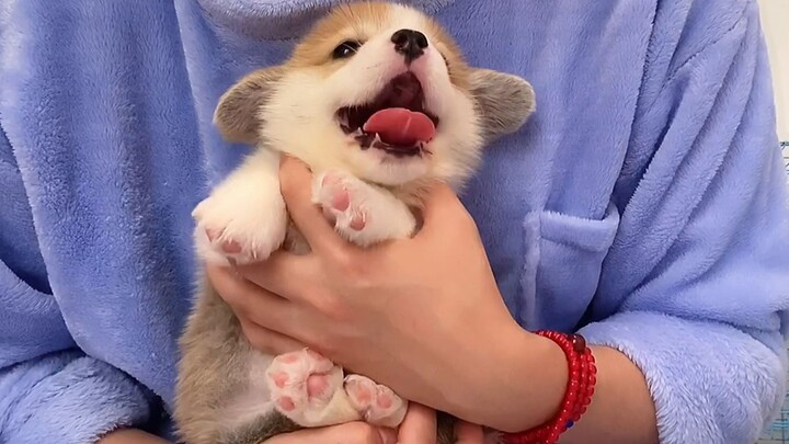 “A puppy’s happiness is truly visible!”