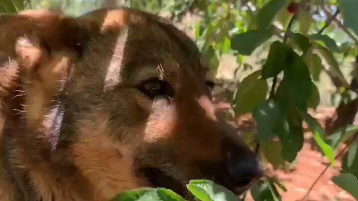 The dog my grandpa raises is loyal and affectionate