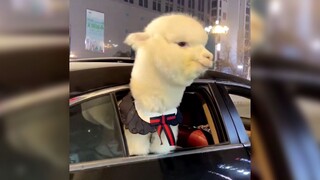 Big Pet: Alpaca