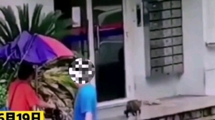 Beyond Furious! Man Rages and Stomps on a Cat Seeking Shelter from the Rain!