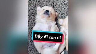 E Bư đc bao nhiêu điểm đáng yêu cả nhà nhỉ? cunyeucuadua chó chócon chókhôn chócute xuhuong fyp hello2022 dienmao2022