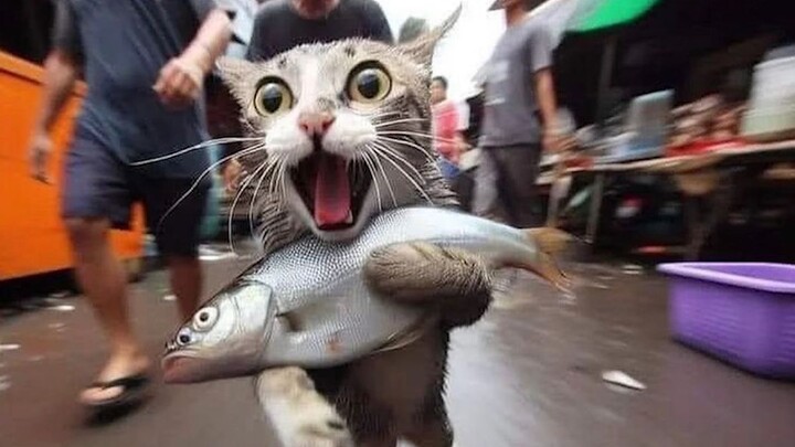 مختارات مقاطع فيديو ممتعة من الخارج وجائزة السلوكيات المربكة للحيوانات #135