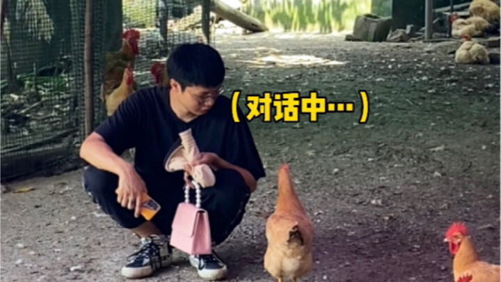 Jawabannya sudah keluar! Apakah ayam yang dikeringkan itu jantan atau betina?