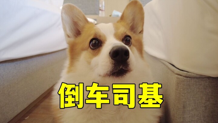 Corgi lagi-lagi ikut ujian praktik mobil! Ngerem pakai pantat gede ini mulus banget!