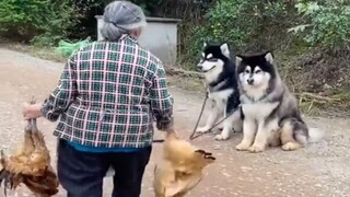 "Wicked dog team"
