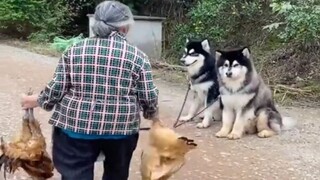 《汪汪队缺大德》