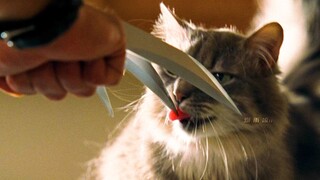 Wolverine: My Edman Alloy is indestructible! Cat: Really?