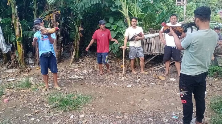 pariho pilay