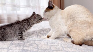 How a Cat and a Kitten try to make friends