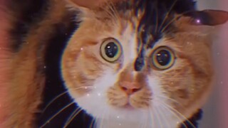 Bagaimana biasanya kucing memandang Anda?