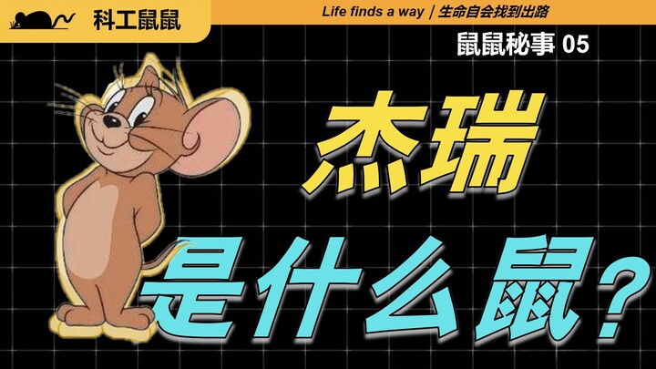 [Deep Dive] What breed of mouse is Jerry in “Tom and Jerry”? [Mouse Secrets 05]
