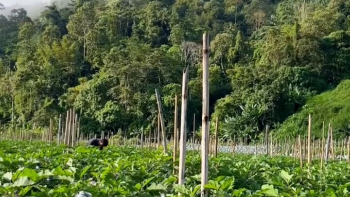 Agro life in Malaysia  #reelsvideoシ #agriculture #everyone #followers #farming #malaysian