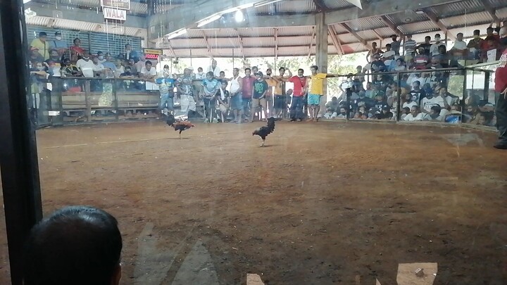 mahiwaga ang sabong may ramboston BC vs hennie black