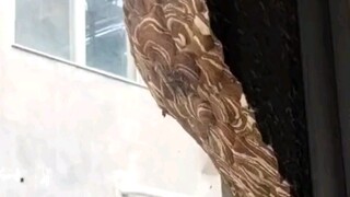 ماذا أفعل إذا ظهر هذا خارج النافذة؟