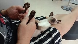 Begitu menggaruk telapak kaki, langsung menjulurkan lidah? Refleks kondisional kucing ini terlalu lu