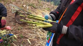 TÌM SÂU CHÍT - Đông Trùng Hạ Thảo Tây Bắc