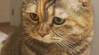 太阳才露尖尖角，早有猫猫立炕头