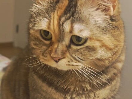 The sun has barely peeked over the horizon, yet cats are already perched on the heated brick bed.