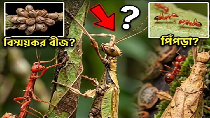 এটি কি গাছের বীজ, পিঁপড়া নাকি পাতা_ সত্যটা জানলে অবাক হবেন ।। Australian Walkin
