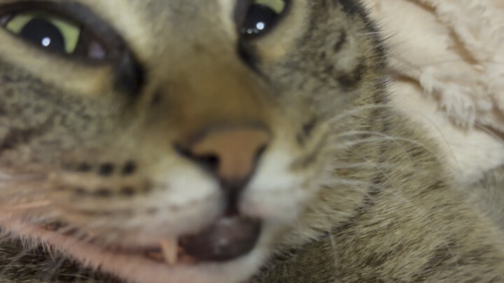 Cegukan aku sampai mati, perempuan jelek!