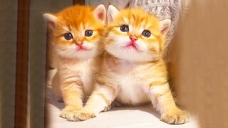 Try Not To Laugh Challenge : Cute And Funny Cats Videos #7 - Funniest Animal Videos 2022
