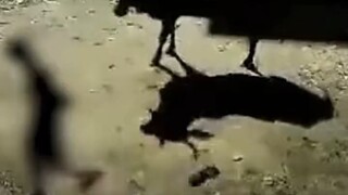三哥太残暴😂