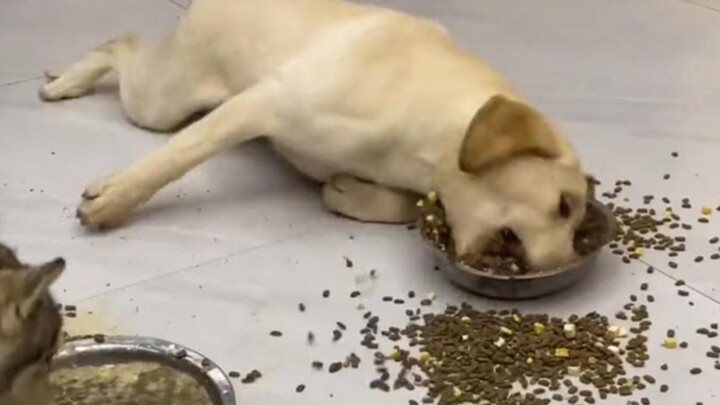 Dog: Whew, that was close—I almost starved to death by a second!