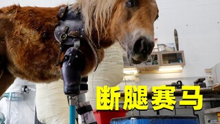 Why should a racehorse worth millions be euthanized if its leg is broken?