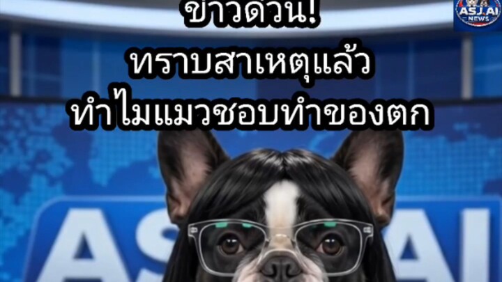 ‎[สำนักข่าว ASUJIAI] ข่าวด่วน! ทราบสาเหตุแล้ว ทำไมแมวชอบทำของตก #asujiai #funny #cat #dog