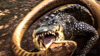 Giant Snake VS Alligator